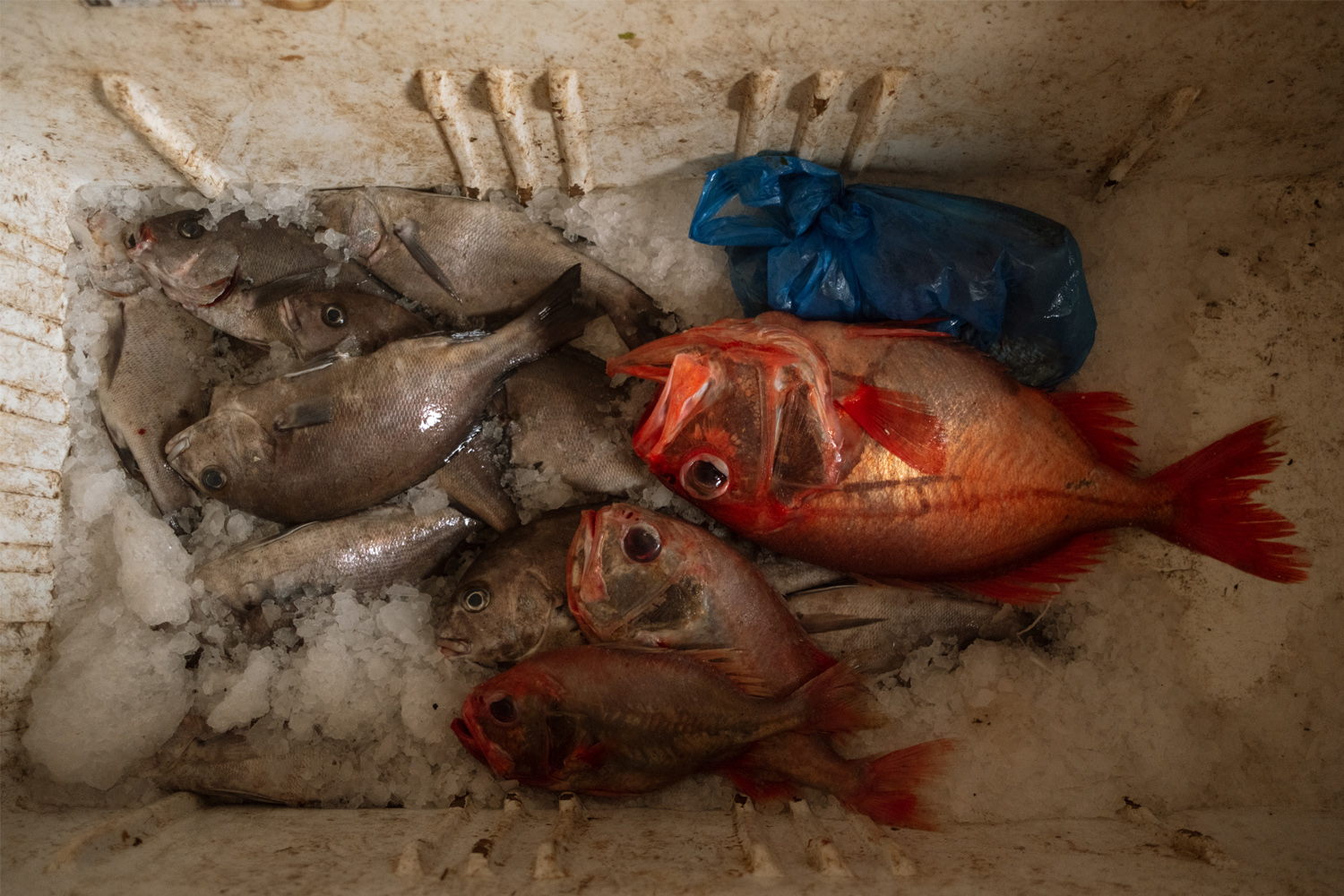 A cooler holds a few remaining fish, including a red snapper, in Oakam, Senegal. 